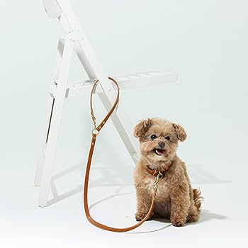 CITYDOG ディムグレー 首輪 リード収納袋付き 超小型犬